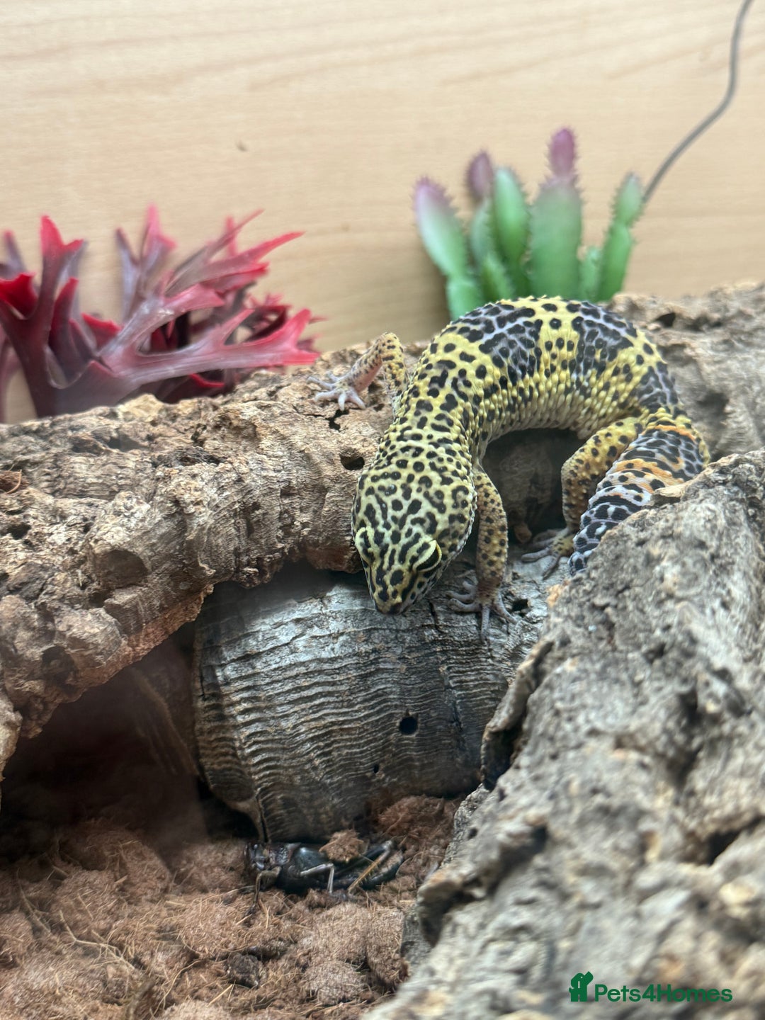 Mixed Breed reptiles for sale: Beautiful leopard gecko with full set up  - Image 2