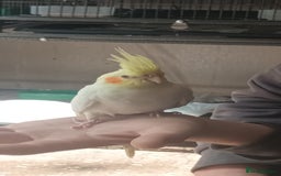 Ringnecks birds for sale: Lutino ringnecks  - Image 5