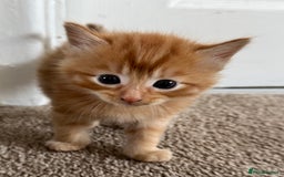 Mixed Breed cats for sale: 3 beautiful Norwegian forest x kittens boy SOLD!! - Image 6