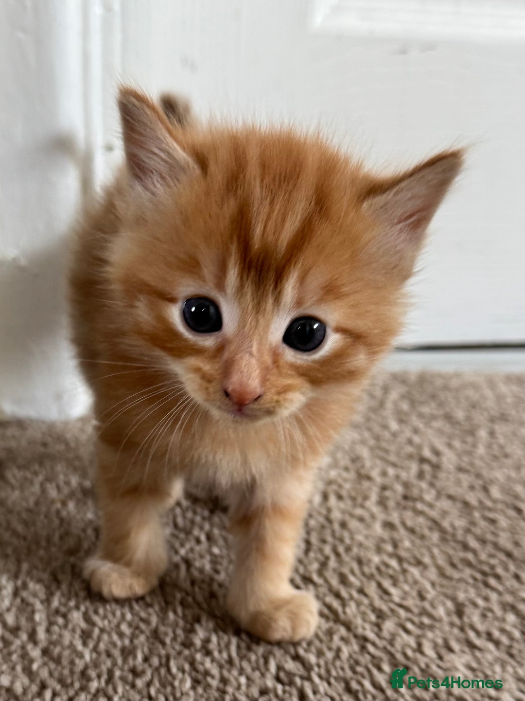 Mixed Breed cats for sale: 3 beautiful Norwegian forest x kittens boy SOLD!! - Image 6