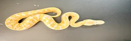 Python Snake reptiles for sale: 0.1 GHI Leo Candy 66% het Pied  - Advert 8