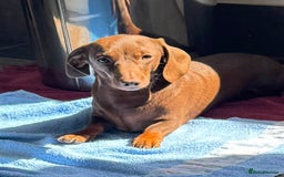 Miniature Dachshund dogs for stud: Mini Smooth Chocolate/Tan Dachshund (Stud Only) - Image 2