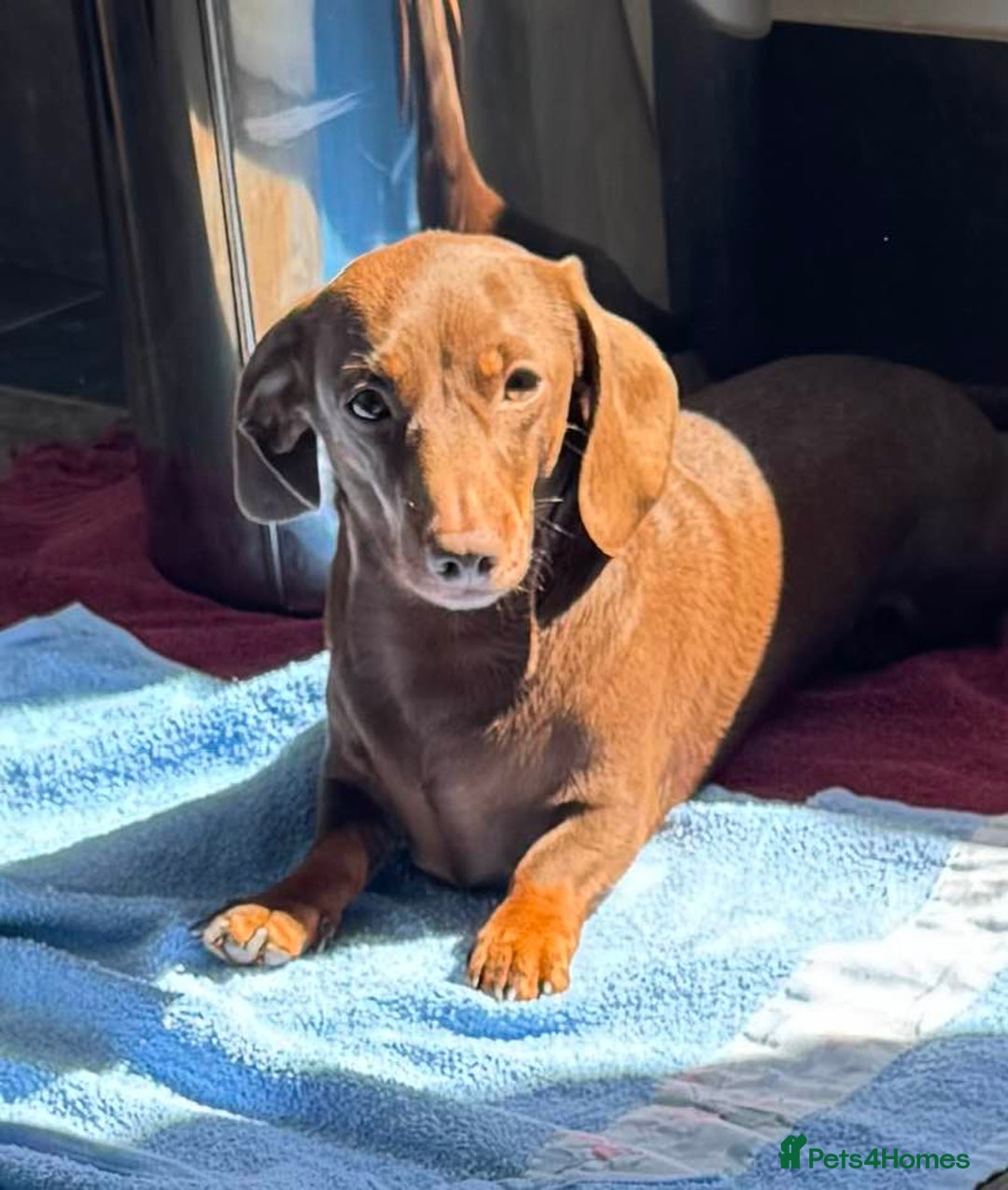 Miniature Dachshund dogs for stud: Mini Smooth Chocolate/Tan Dachshund (Stud Only) - Image 2