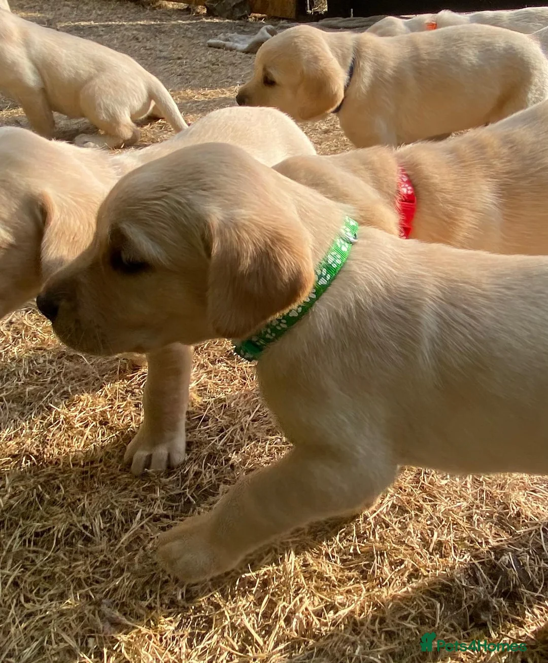 Labrador Retriever dogs for sale: Lovely Creamy Yellow Girl - Advert 2