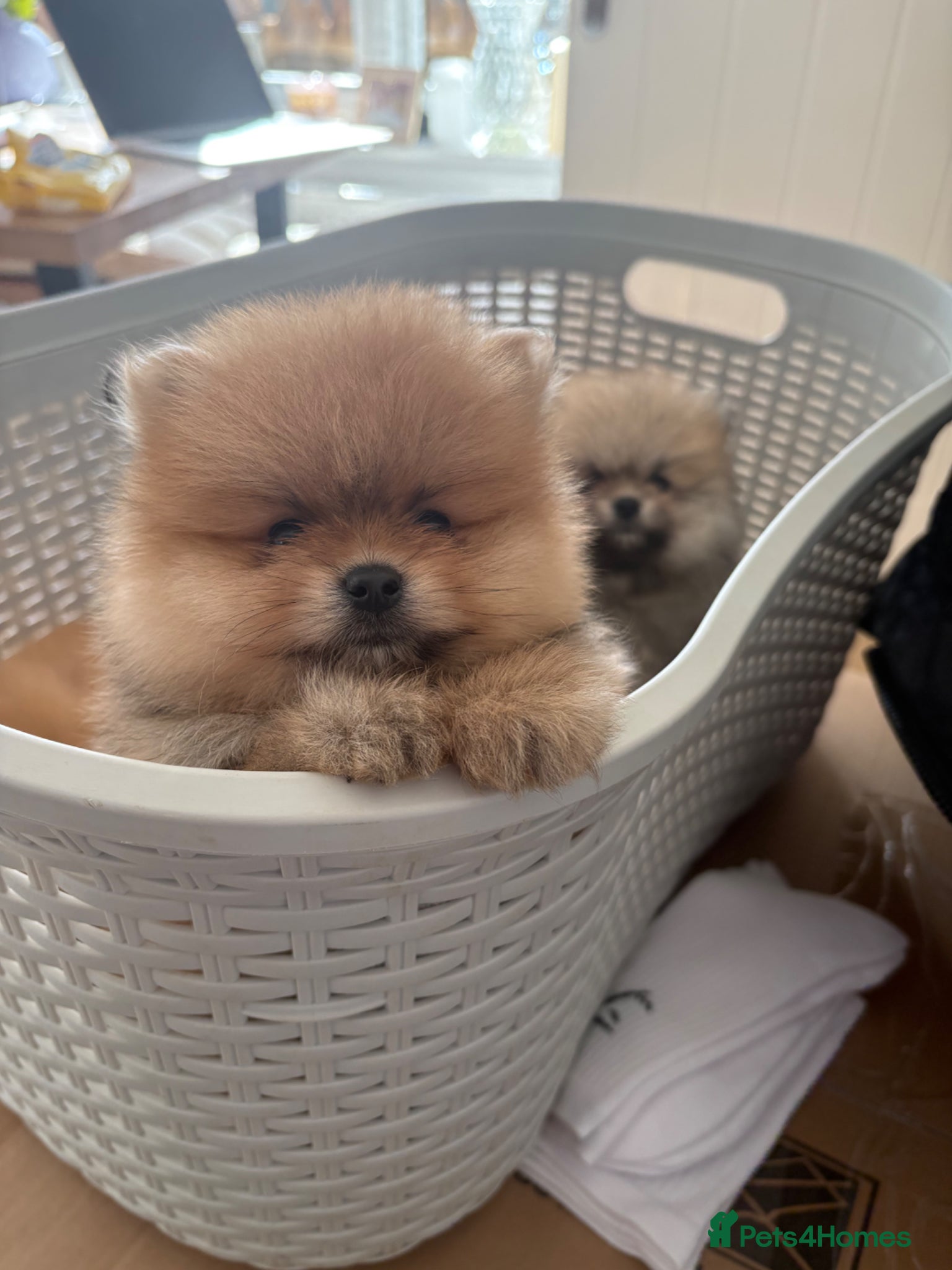 Pomeranian dogs Champion line Bear type Poms  - Advert 9