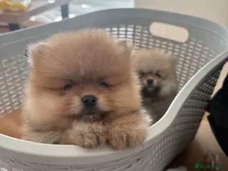 Pomeranian dogs Champion line Bear type Poms - Advert 9