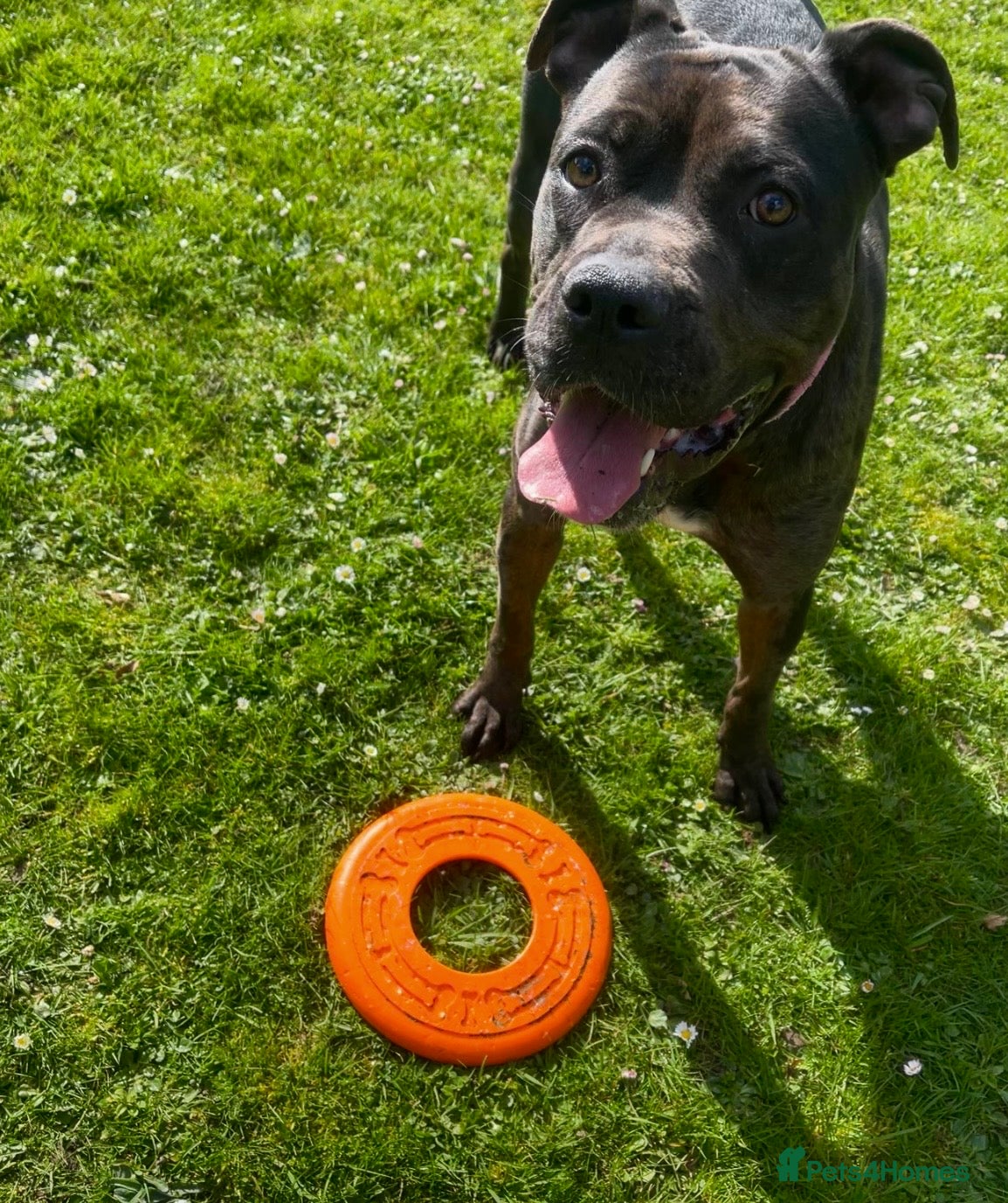 Mixed Breed dogs 2 year old cali  - Advert 1