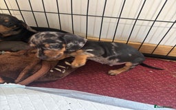 Dachshund dogs for sale: READY to leave dachshund puppy’s for sale  - Image 19