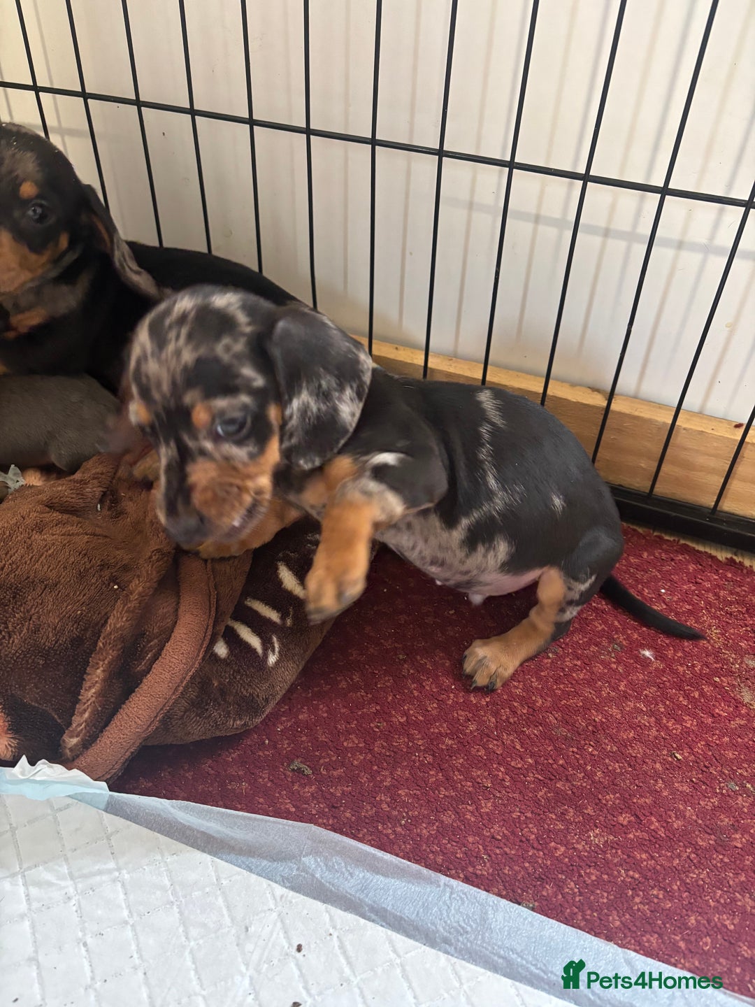 Dachshund dogs for sale: READY to leave dachshund puppy’s for sale  - Image 19