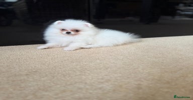 Pomeranian dogs - Advert 7