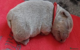 French Bulldog dogs for sale: KC Registered French Bulldog Puppies - Image 3