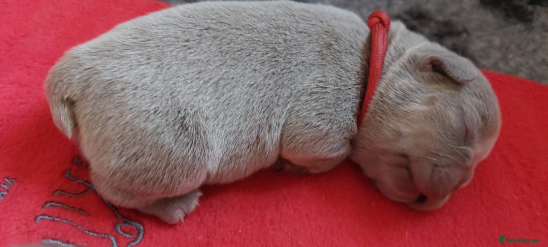 French Bulldog dogs for sale: KC Registered French Bulldog Puppies - Image 3