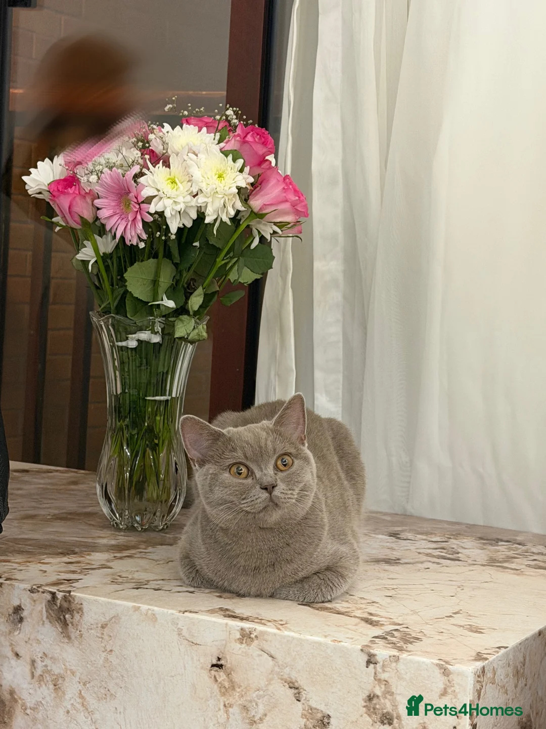 British Shorthair cats for sale: Lilac British Shorthair  - Advert 2