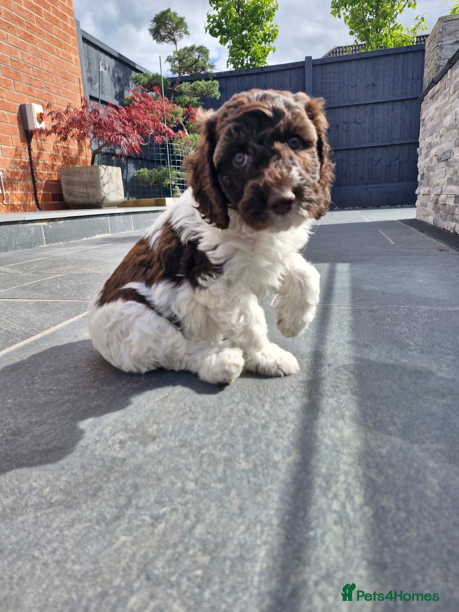 Sproodle dogs 🐾 last 2 adorable Sproodle Puppies 🐾 - Advert 2