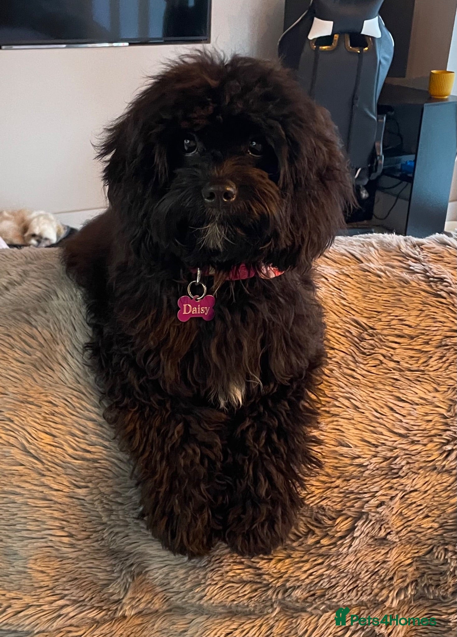 Cavapoo dogs LAST TWO BOYS AVAILABLE  - Advert 1