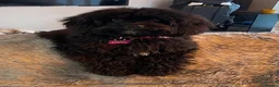 Cavapoo dogs for sale: LAST TWO BOYS AVAILABLE  - Advert 1