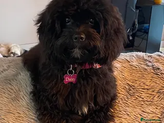 Cavapoo dogs LAST TWO BOYS AVAILABLE - Advert 8