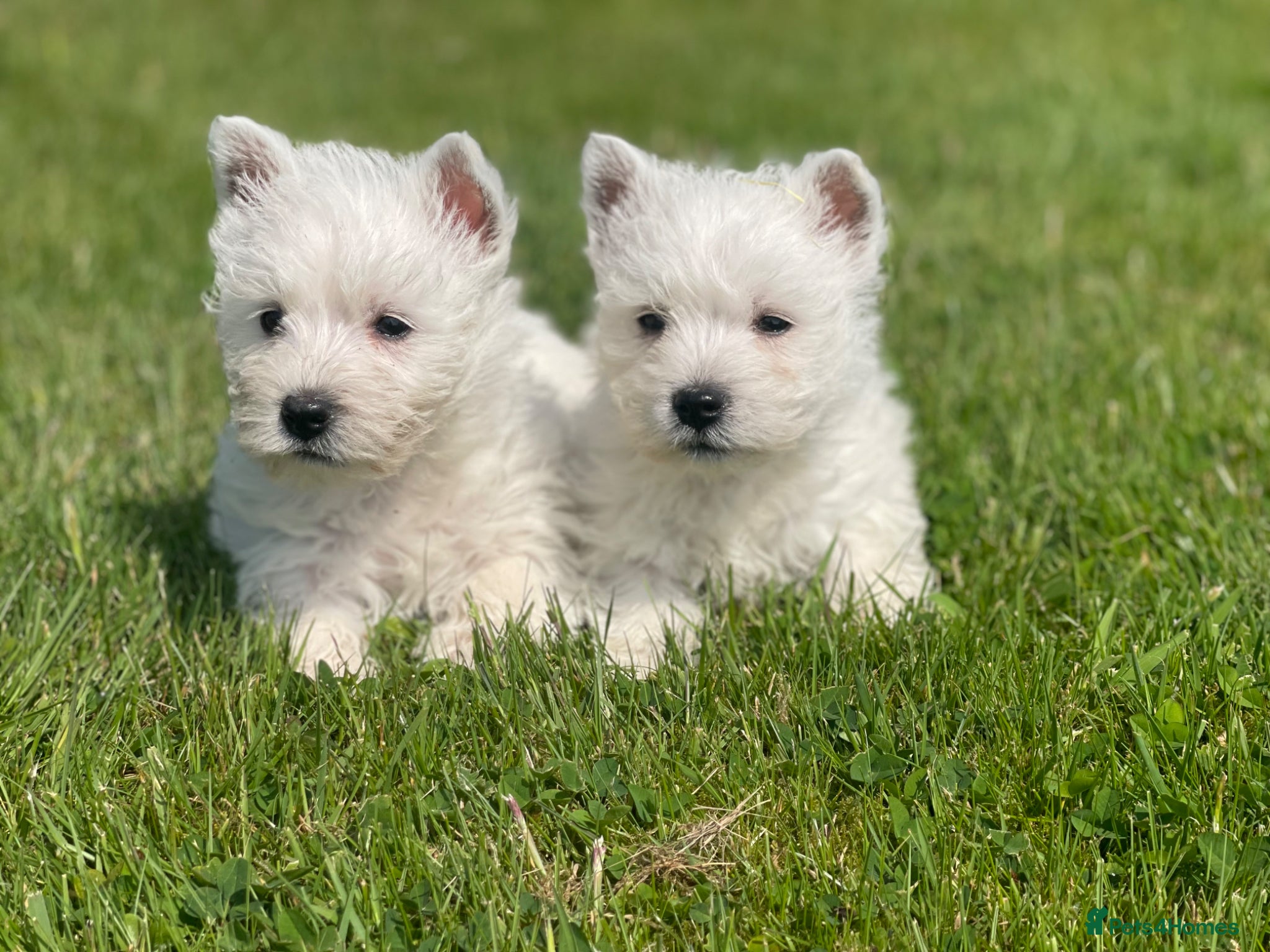 West Highland Terrier dogs Royal kennel club registered west highland white  - Advert 3