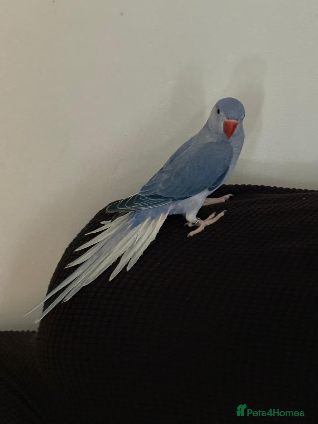 Ringnecks birds for sale: Male Indian Ringneck  - Advert 2