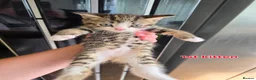 Mixed Breed cats for sale: 3 boys + 3 girls white kitten for sale - Advert 3