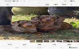 Miniature Dachshund dogs for sale: KC Miniature Dachshund Pups  - Image 18