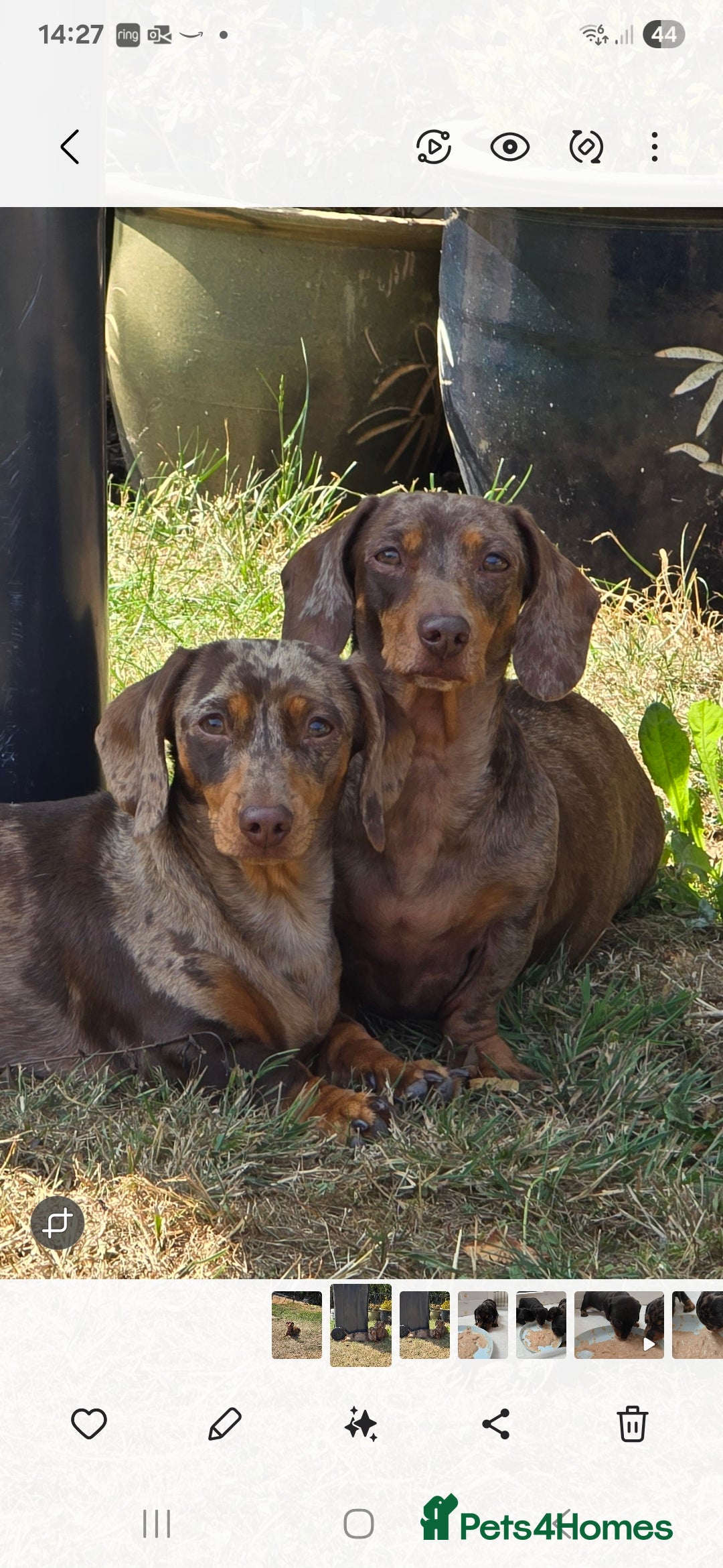 Miniature Dachshund dogs for sale: KC Miniature Dachshund Pups  - Image 18