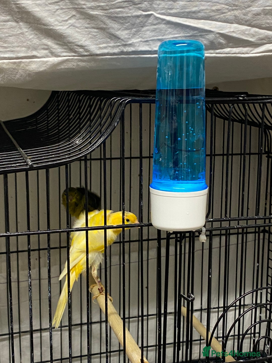 Canaries birds for sale: Canary and lovebirds  - Image 8