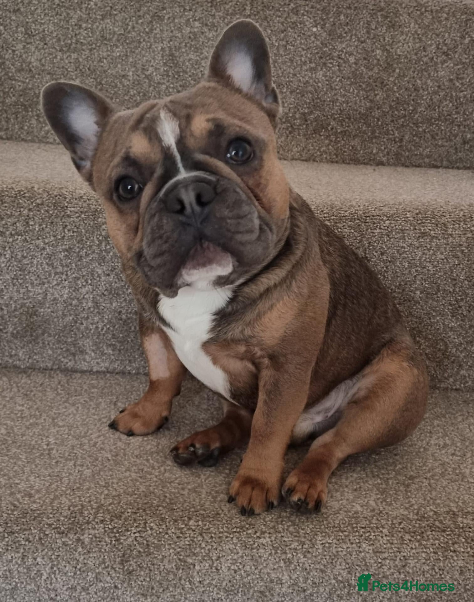 French Bulldog dogs Urgent Furever Home Needed.  - Advert 3