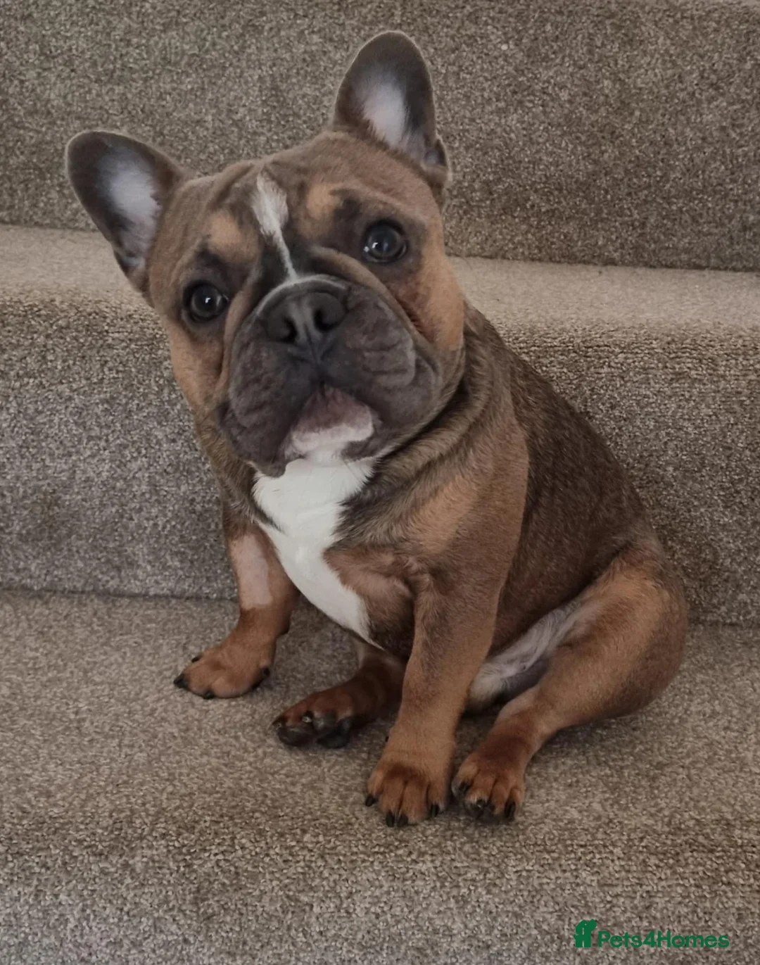 French Bulldog dogs for sale: Urgent Furever Home Needed.  - Advert 1