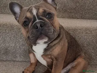 French Bulldog dogs Urgent Furever Home Needed. - Advert 3