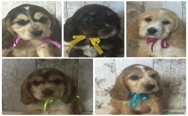 Cocker Spaniel dogs - Advert 7