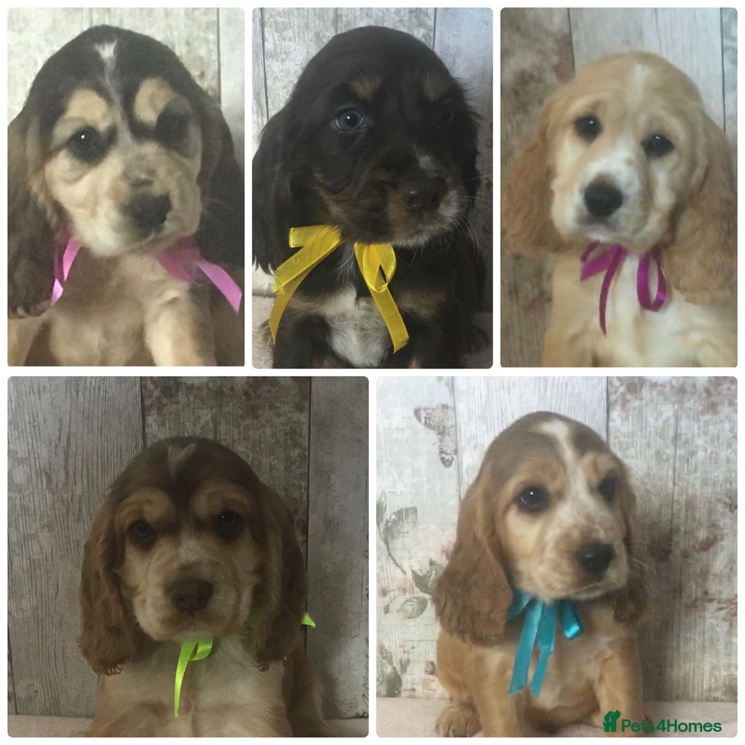 Cocker Spaniel dogs for sale: Adorable, Social, Confident KC reg Cocker pups - Image 1