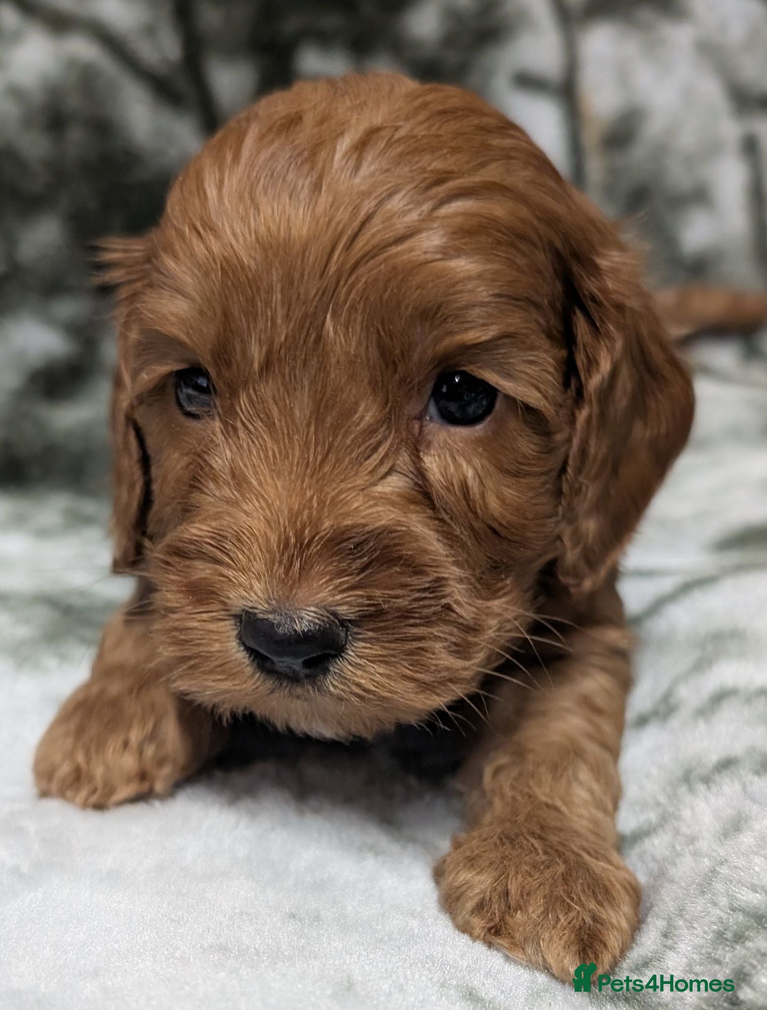Cockapoo dogs Quality DNA Clear Cockapoo Puppies  - Advert 2
