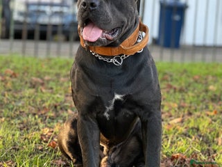 Cane Corso dogs FOR STUD -IKC purebred Cane Corso Italiano - Advert 1