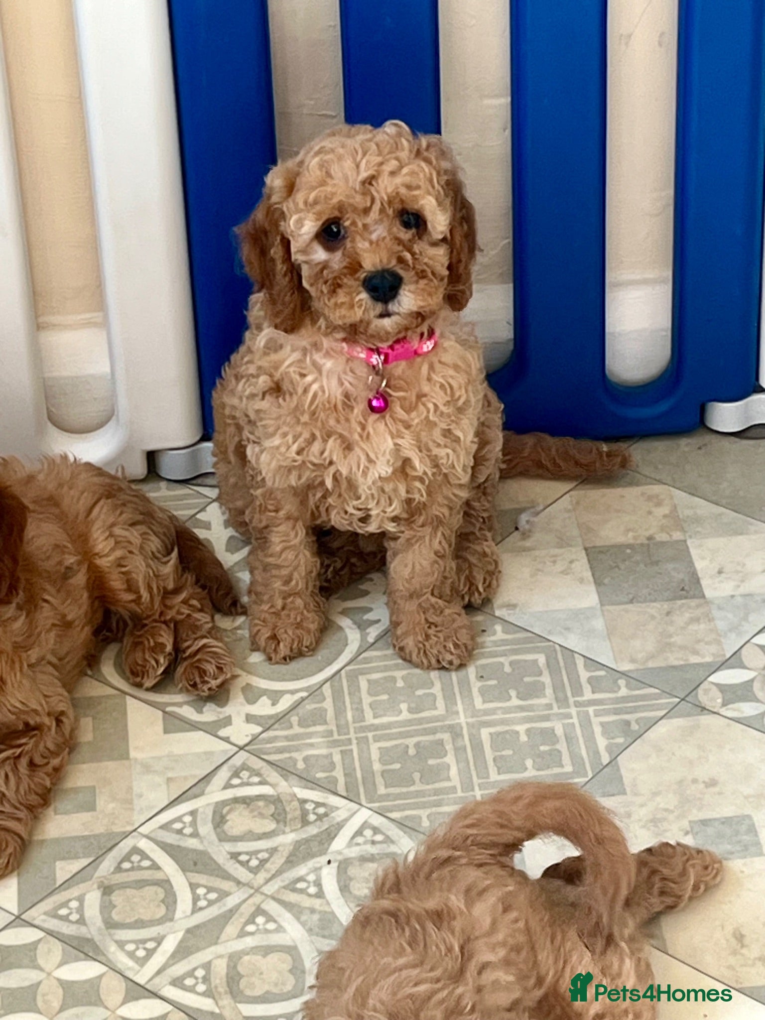 Cavapoo dogs Outstanding quality, F1b Cavapoo babies - Advert 2