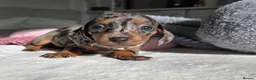 Miniature Dachshund dogs for sale: 🖤 Stunning Miniature Dachshunds 🖤 - Advert 4
