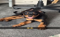Mixed Breed dogs for sale: rottweiler puppy needs rehoming  - Advert 4