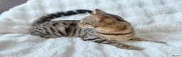 Bengal cats for sale: Beautiful Bengal Cross Female  - Advert 5