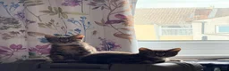 Scottish Fold cats for sale: Two Adorable Scottish Fold Male Kittens - Advert 3