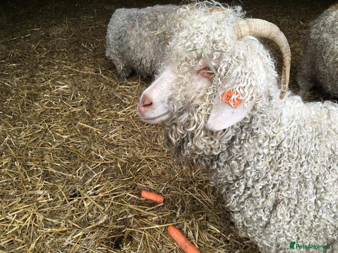 Goats livestock for sale: 3 pedigree angora bucks - Advert 7