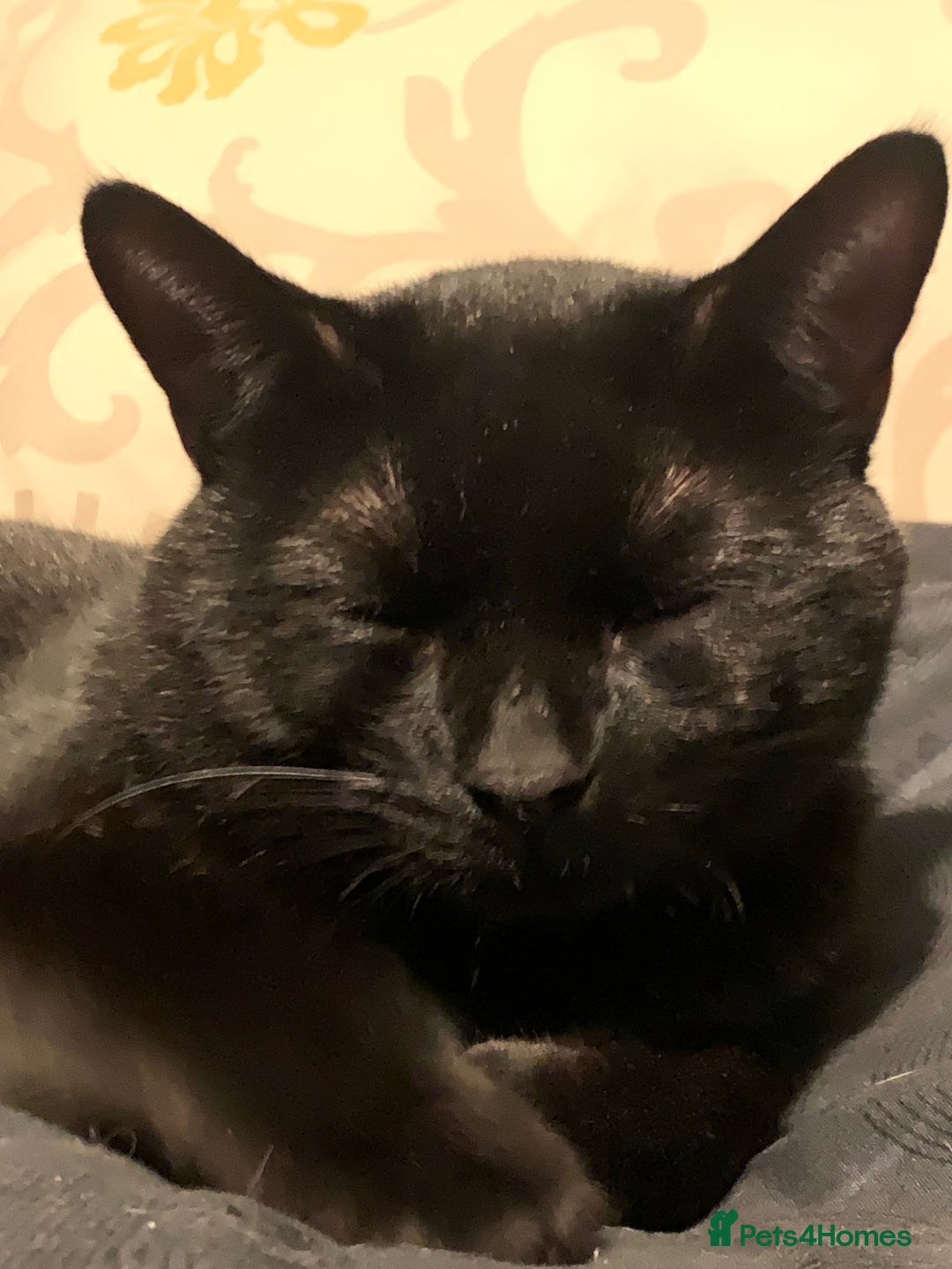 Bombay cats for sale: 1.5Year-Old Cat Looking for a Responsible New Home - Advert 6