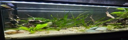Gouramis fish for sale: Full tropical setup - Advert 6