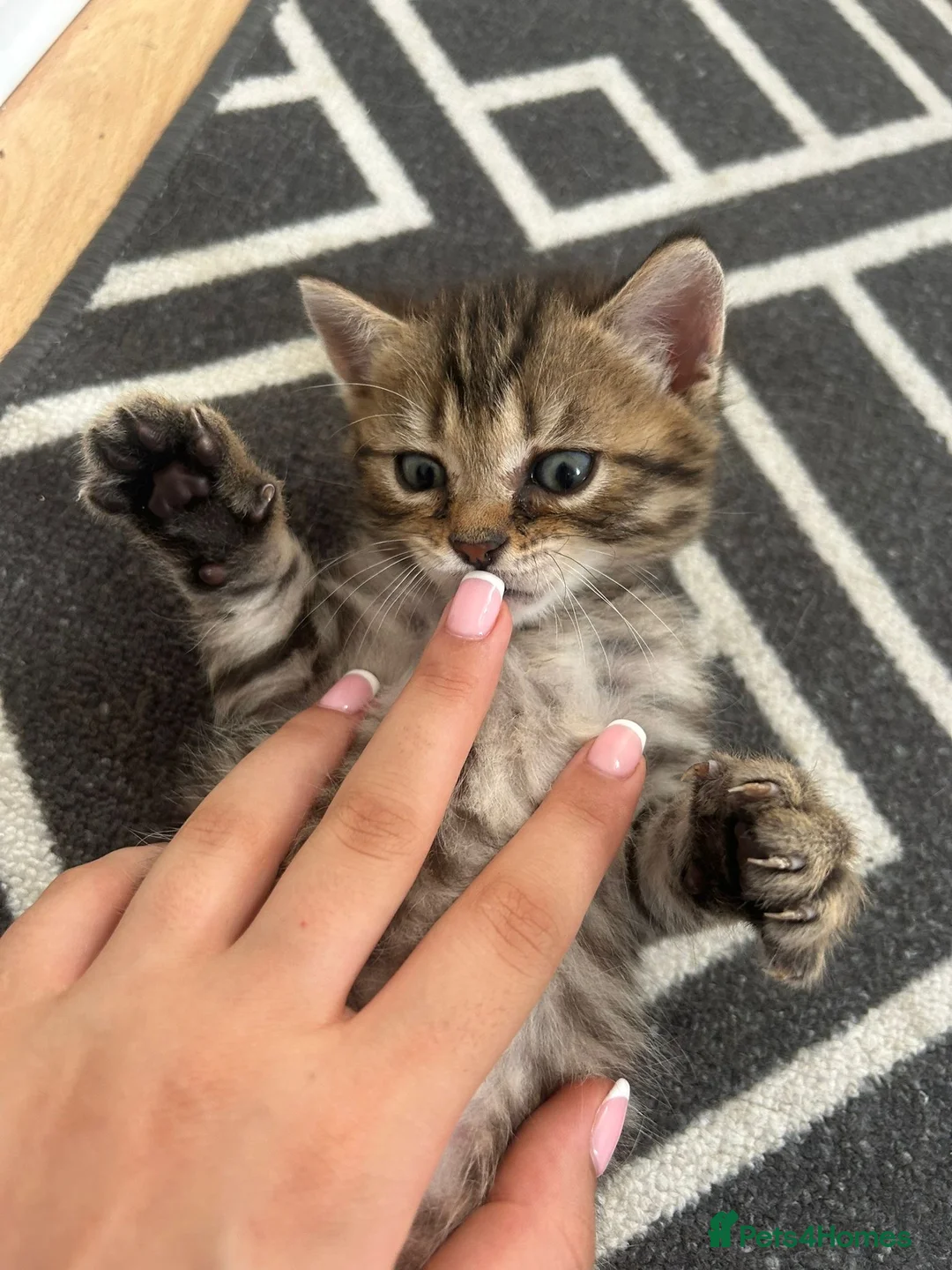 Bengal cats for sale: Beautiful bengal x British short hair kittens  - Advert 9