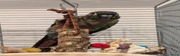 Conures birds for sale: Loving 5-Month old Green Cheek Conure (Pippin) - Advert 8