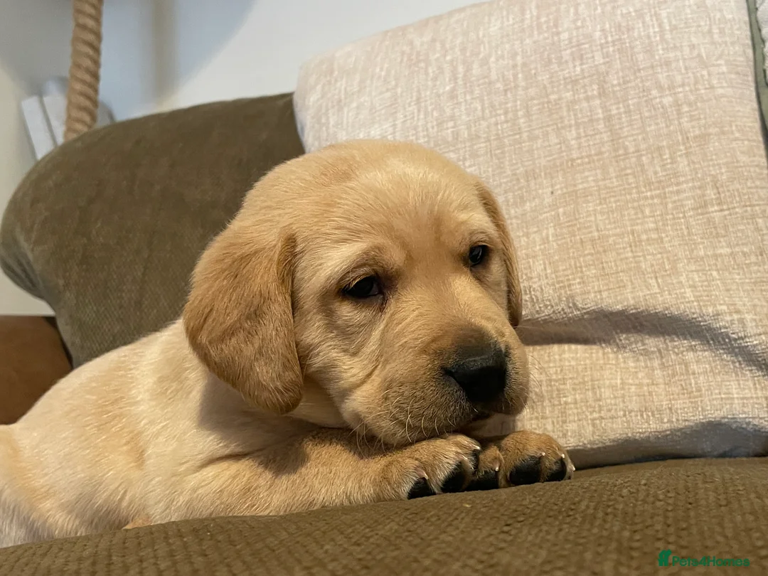 Labrador Retriever dogs for sale: Stunning chunky Labradors  in Boston - Advert 7