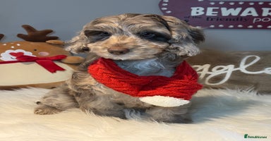 Cockapoo dogs Choc Merle F1 Cockapoo girl fully vaccinated  - Advert 15