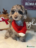 Cockapoo dogs Choc Merle F1 Cockapoo girl fully vaccinated - Advert 15