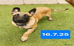 Belgian Shepherd Dog dogs for sale: KC Reg Belgian Shepherd Malinois pups for sale in Newport - Image 8