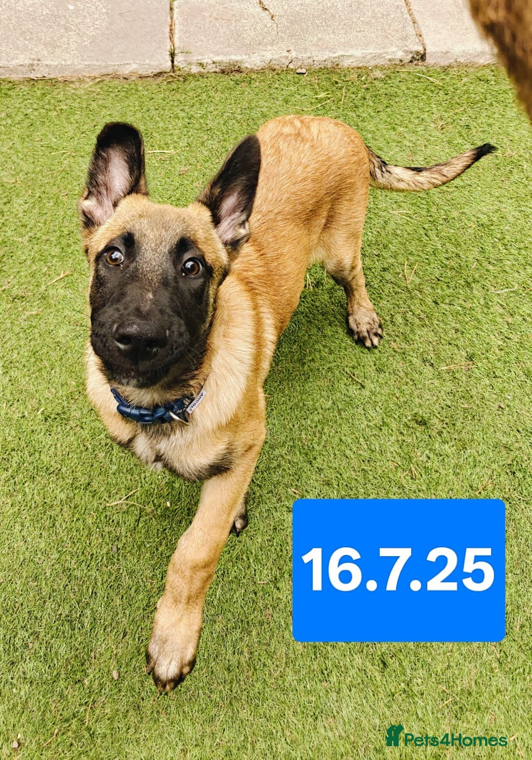 Belgian Shepherd Dog dogs for sale: KC Reg Belgian Shepherd Malinois pups for sale in Newport - Image 8