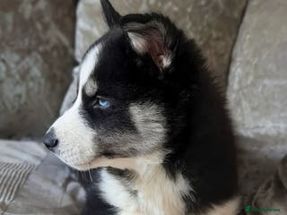 Siberian Husky dogs Stunning Siberian Husky Puppies for Sale 🐾 - Advert 5